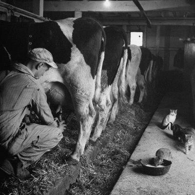 Young Farmer Milking Cows